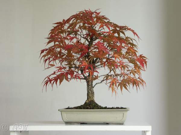Item 1 Title
