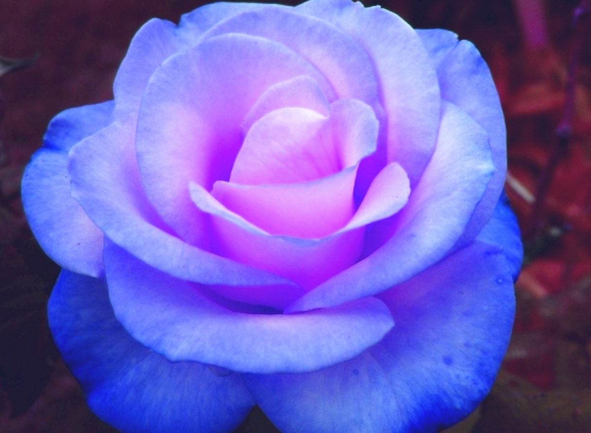 red_blue_rose